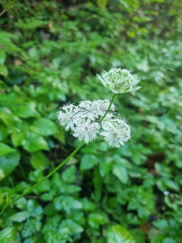 Gwiazdkowy baldachim — Bild 3