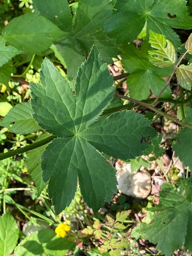Gwiazdkowy baldachim — Bild 4