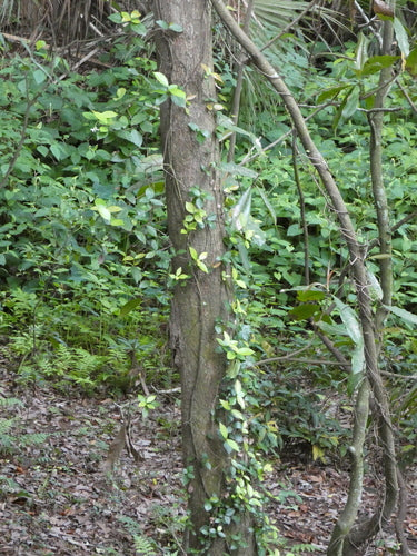 Gwiazdowy jaśmin — Bild 3