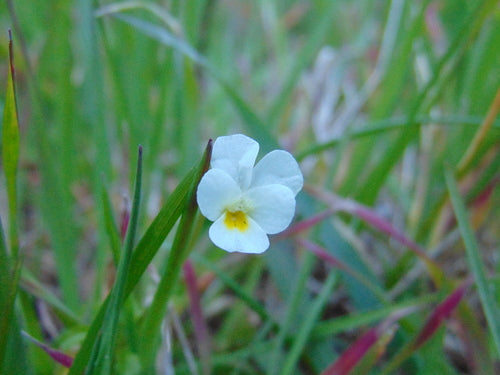Bratki — Bild 4