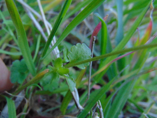 Bratki — Bild 5