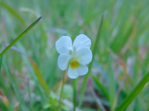 Bratki — Bild 4