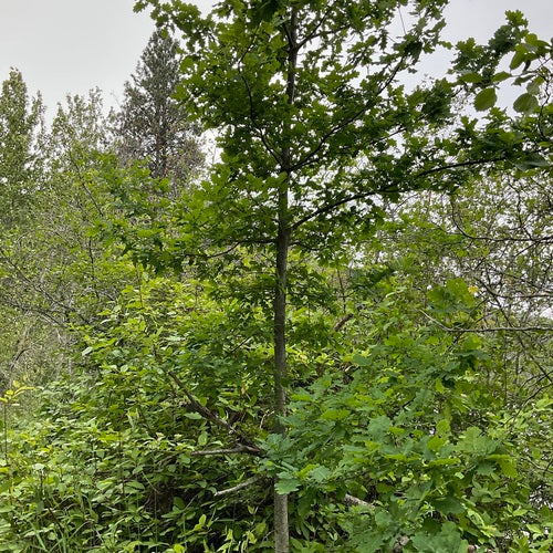 Dąb angielski — Bild 5