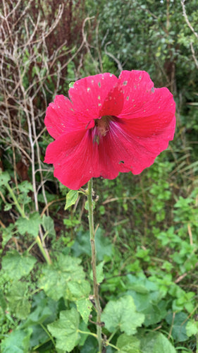 Malwy — Bild 5