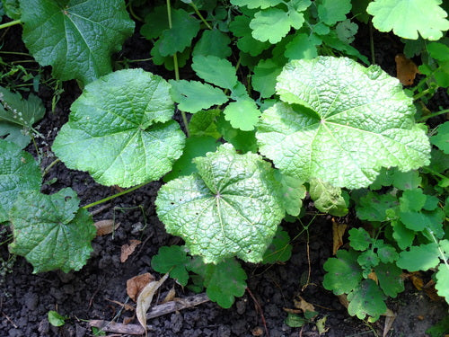 Malwy — Bild 3