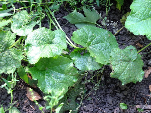 Malwy — Bild 2