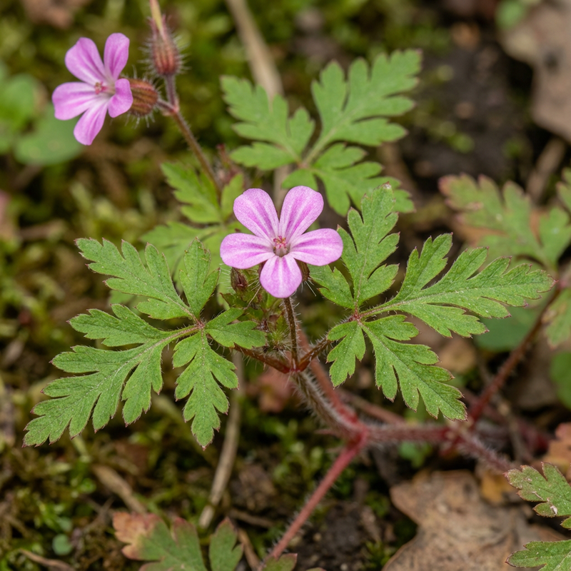 Cranesbill