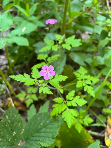 Cranesbill — Bild 3