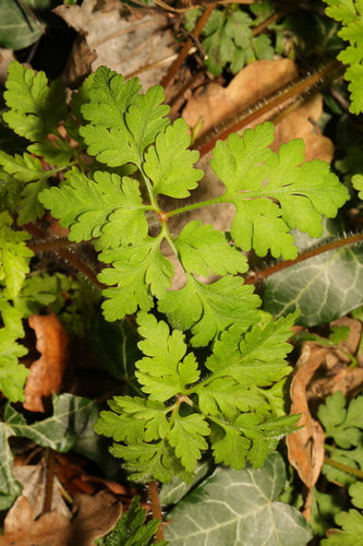 Cranesbill — Bild 2