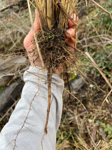 Trawa marramowa — Bild 3