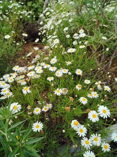 Stokrotka Busha — Bild 5