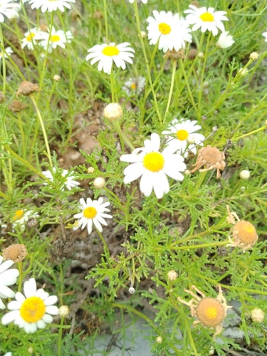 Stokrotka Busha — Bild 4