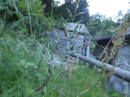Chwastownik pasiasty — Bild 3