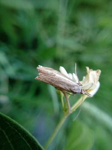Chwastownik pasiasty — Bild 5