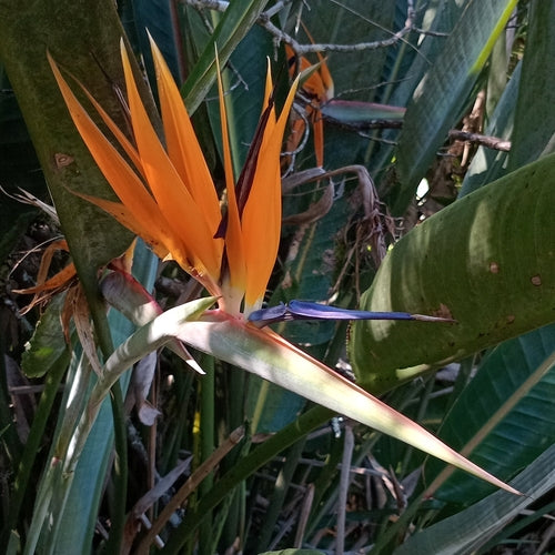 Strelicja — Bild 4