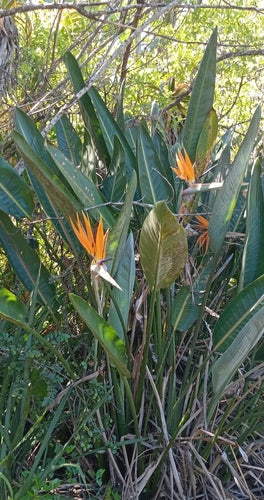 Strelicja — Bild 3