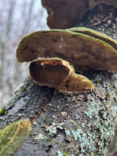 Bronione tramety — Bild 2