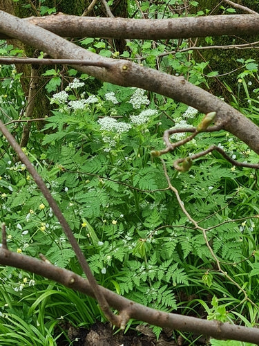 Słodki baldachim — Bild 2