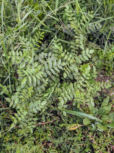 Lukrecja — Bild 5