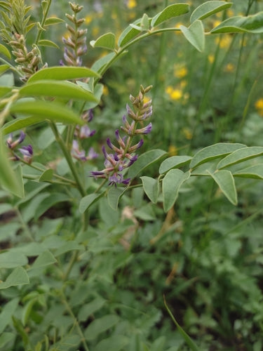 Lukrecja — Bild 2