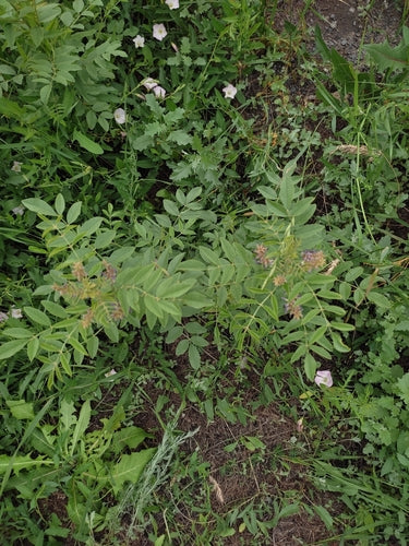 Lukrecja — Bild 1