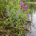 Sumpf-Helmkraut (Scutellaria galericulata) in Blüte im naturnahen Garten (KI-generiert)
