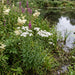 Sumpf-Schafgarbe (Achillea ptarmica) in Blüte im naturnahen Garten (KI-generiert)