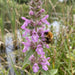 Blüte von Sumpf-Ziest (Stachys palustris) in Nahaufnahme (KI-generiert)