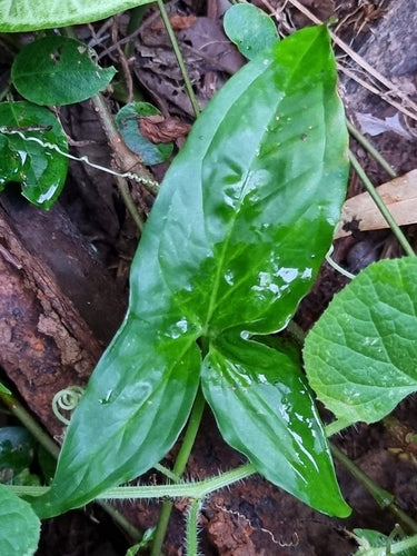 Syngonium — Bild 2