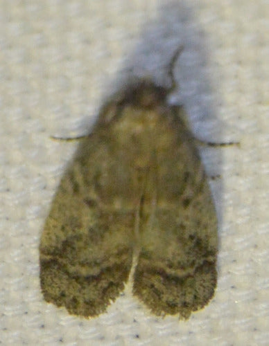 Ćma tytoniowa, ćma kakaowa — Bild 4