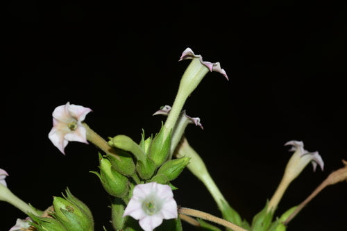 roślina tytoniowa — Bild 2