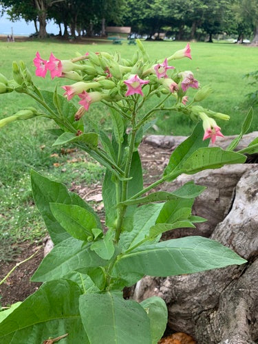 roślina tytoniowa — Bild 3