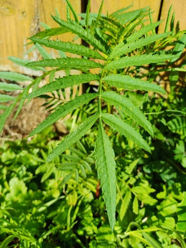 Aksamitki — Bild 4
