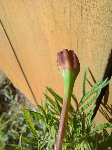 Aksamitki — Bild 2