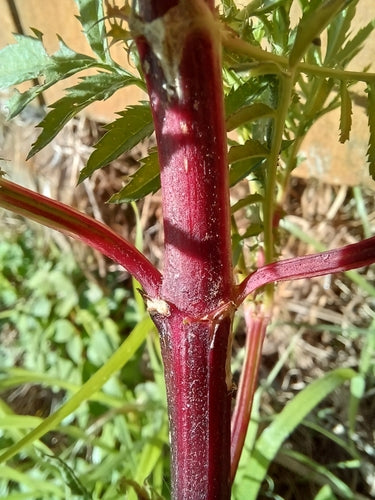 Aksamitki — Bild 3