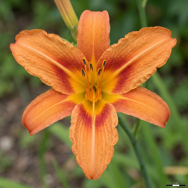 Liliowce