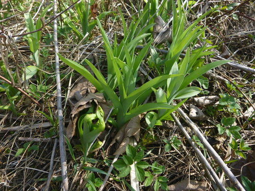 Liliowce — Bild 5