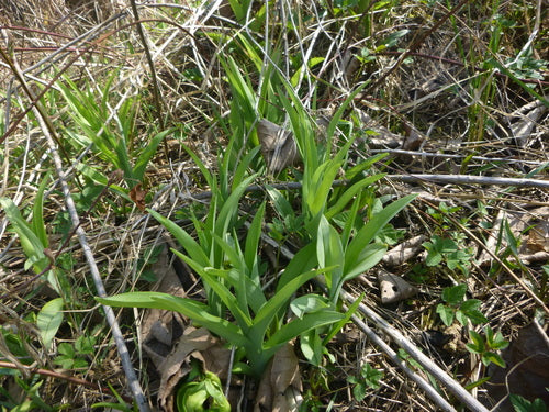 Liliowce — Bild 4