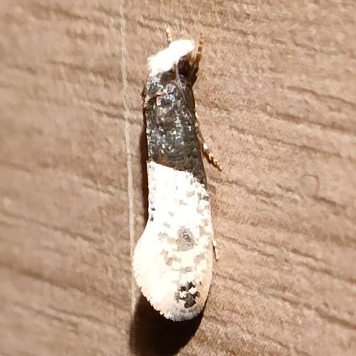 Ćma tapetowa — Bild 3
