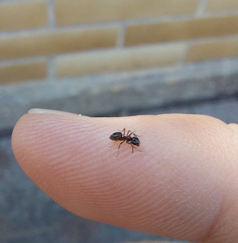 Tapinoma magnum (super mrówka) — zdjęcie 3 z 8
