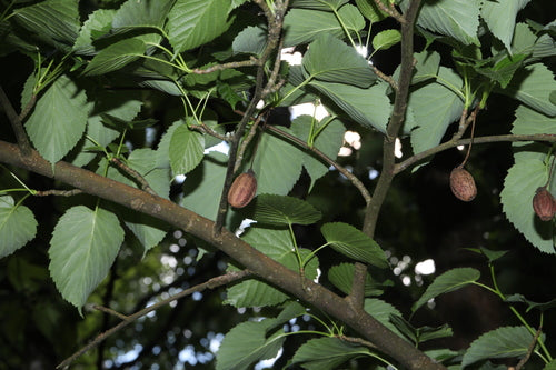 Drzewo tkankowe — Bild 2