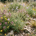 Tauben-Skabiose (Scabiosa columbaria) in Blüte im naturnahen Garten (KI-generiert)
