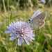 Blüte von Tauben-Skabiose (Scabiosa columbaria) in Nahaufnahme (KI-generiert)
