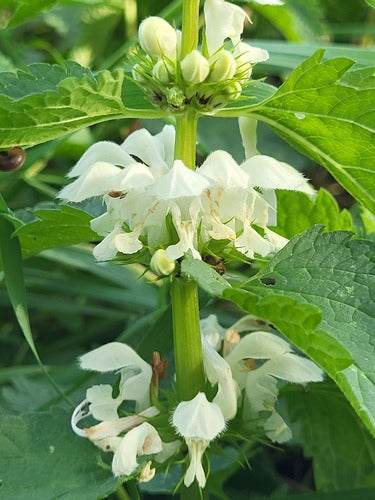 Jasnota — Bild 5