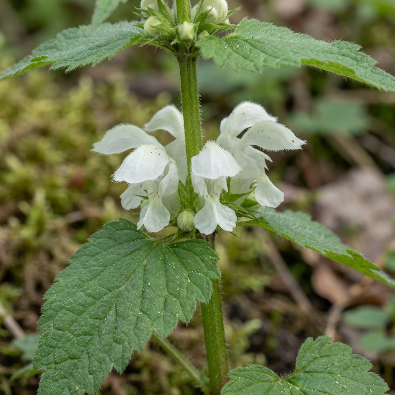 Jasnota