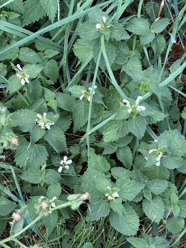 Jasnota — Bild 4