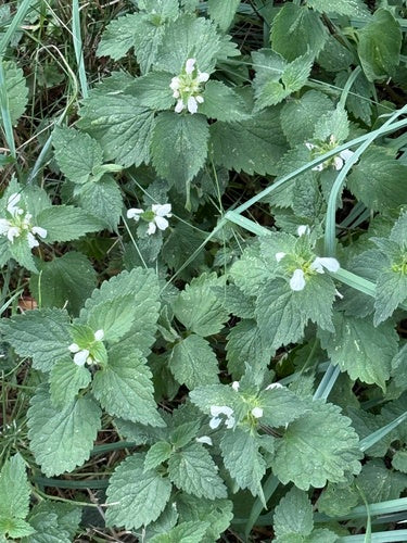 Jasnota — Bild 3