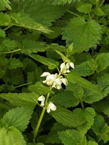 Jasnota — Bild 2