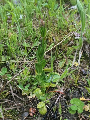 Stulecie — Bild 4