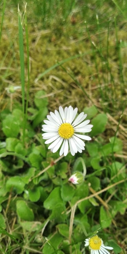 Piękny — Bild 2